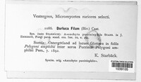 Sphaerellopsis filum image